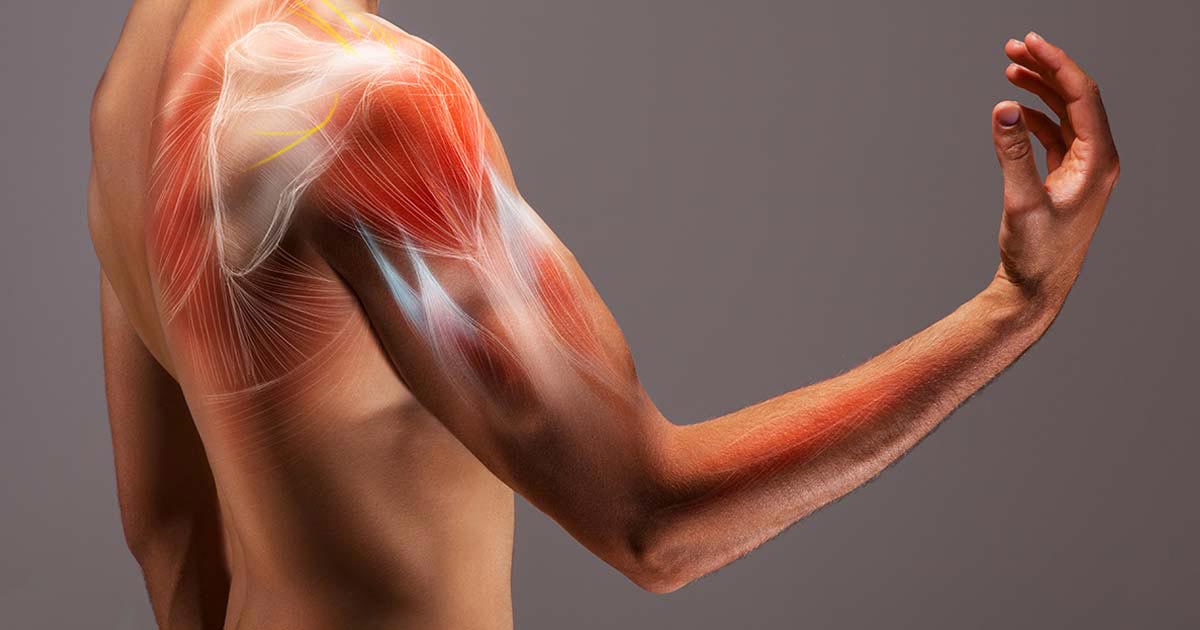Massa muscular — A chave para a longevidade