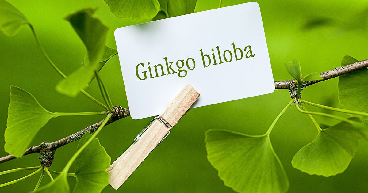 Incrível explosão dourada de uma árvore Ginkgo de 1.400 anos