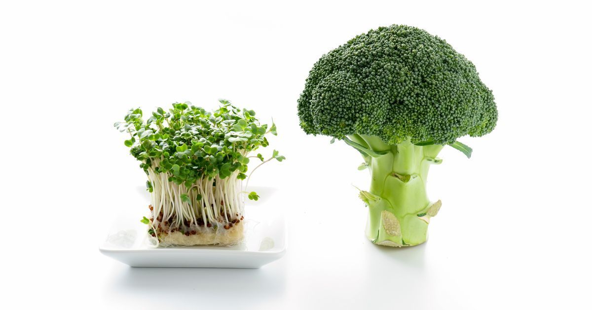 Composto do brócolis pode ajudar no aumento da função cognitiva