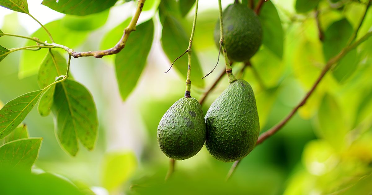 Escolha os abacates para ajudar a reduzir o risco de obesidade e diabetes