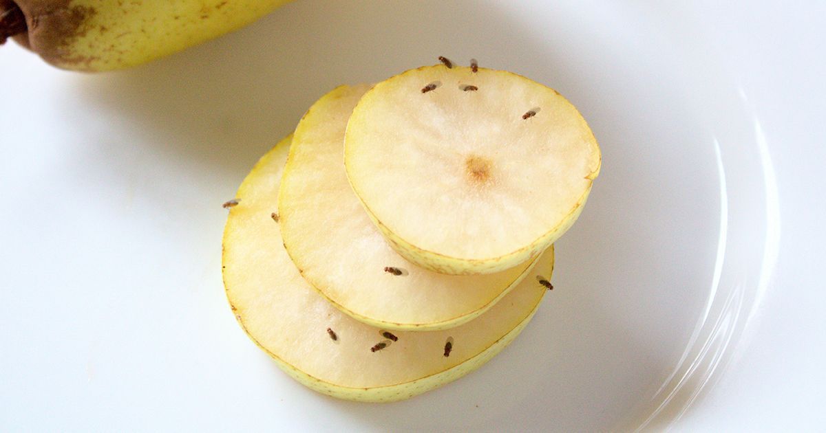 Isso pode eliminar as moscas da fruta em sua cozinha?