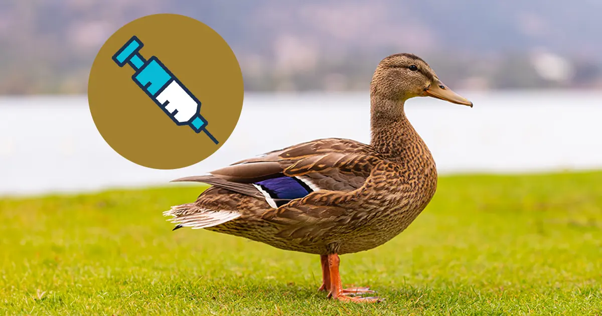 Um contingente de patos, todos vacinados contra gripe aviária