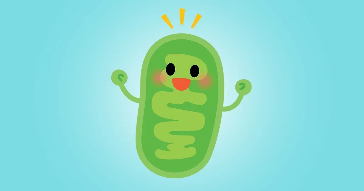Principais suplementos para função mitochondrial