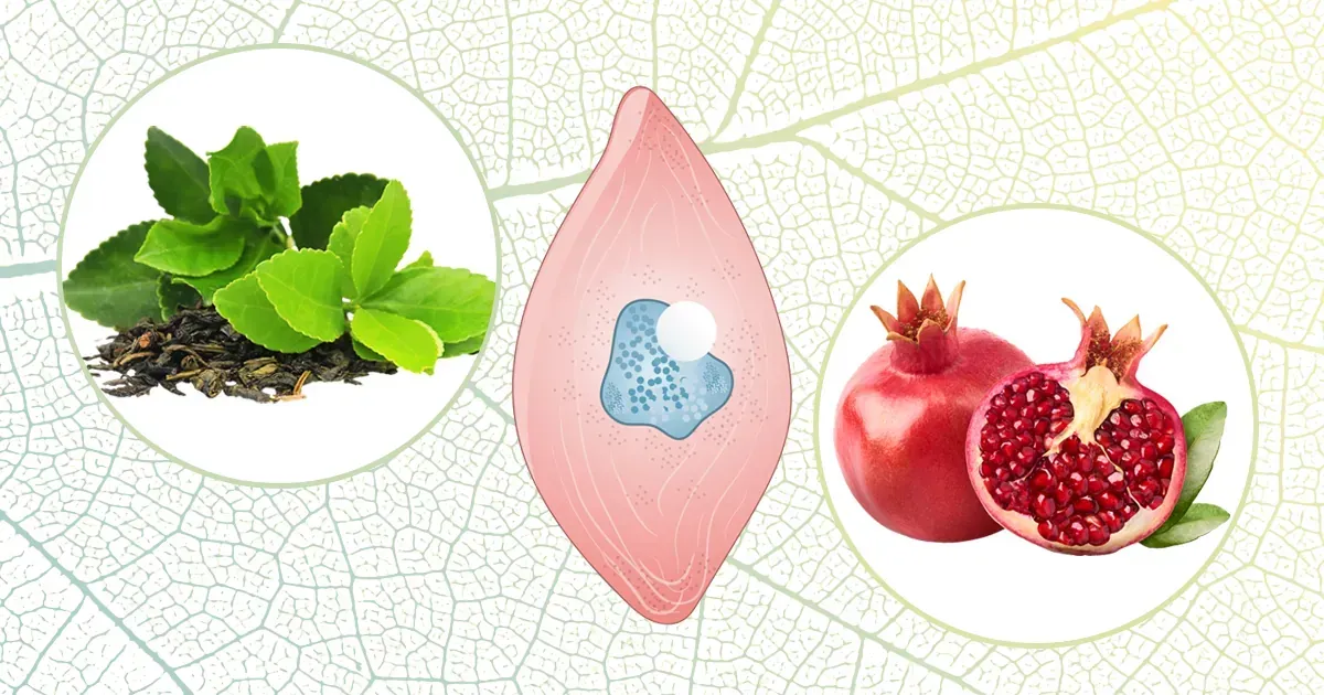 Maneiras de proteger a saúde endotelial de modo natural