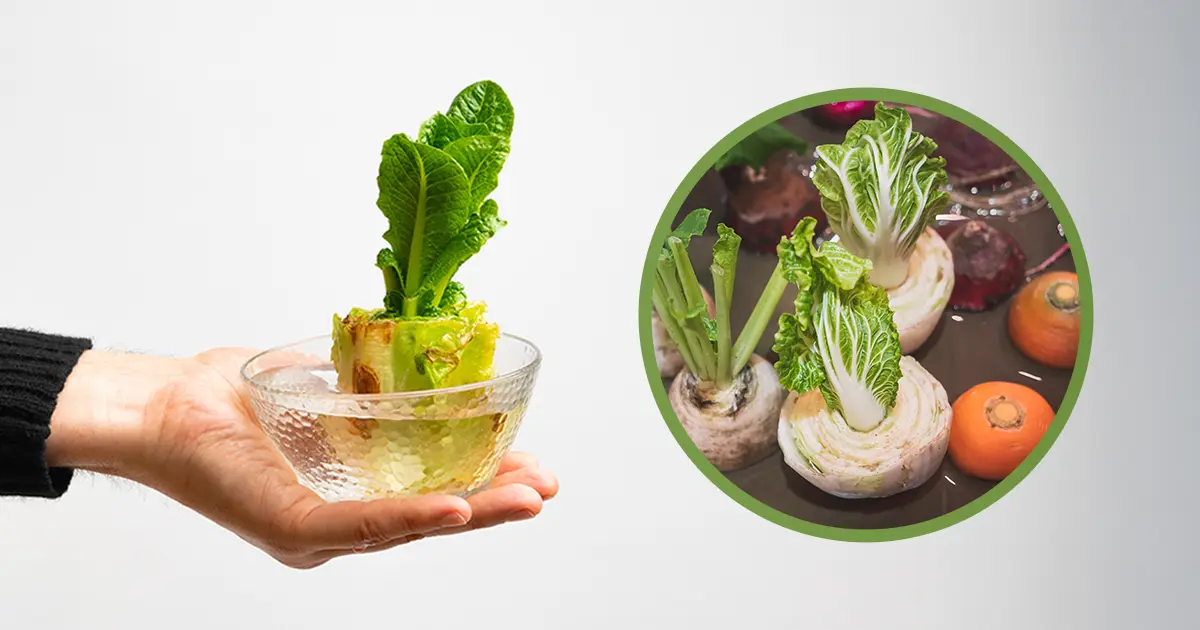 Como cultivar verduras em casa usando as sobras da cozinha