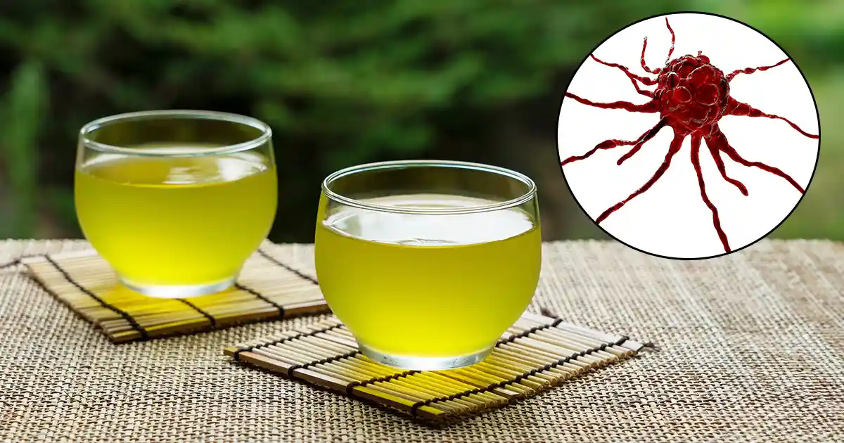 O chá verde traz novas esperanças contra o câncer