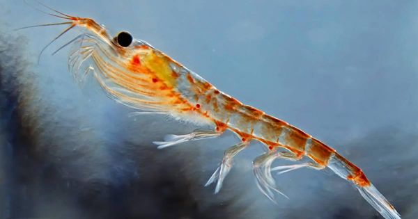 Krill pode reduzir os fatores de risco cardiovascular