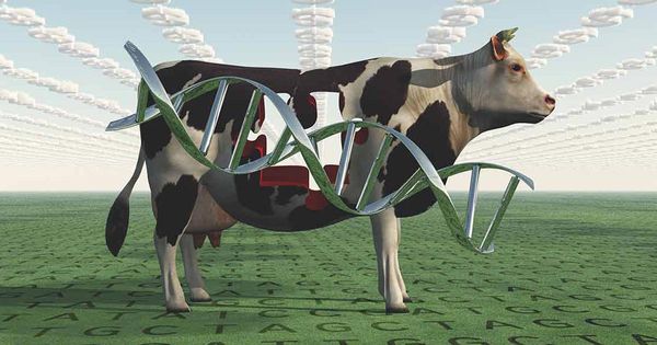FDA aprova gado geneticamente modificado