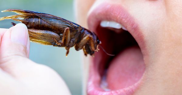 As 16 espécies de insetos aprovadas para o consumo humano