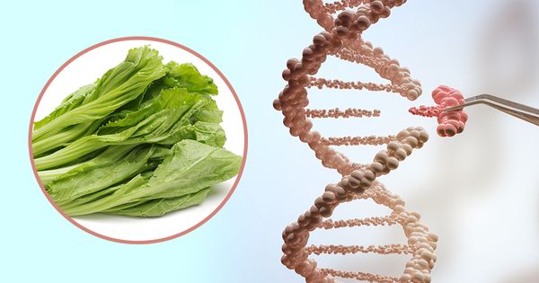 Conheça sua nova salada com genes modificados