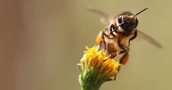 Salve as abelhas