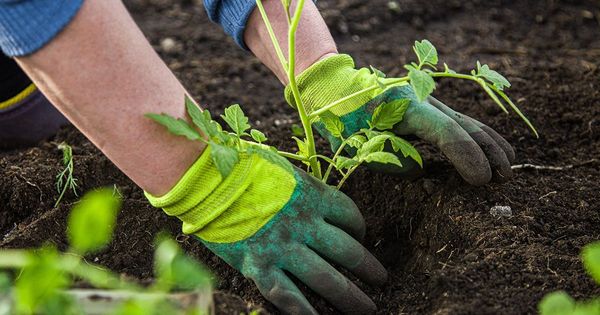 Como dar suporte a fertilidade a longo prazo do seu solo