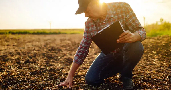 Por que pedras estão sendo colocadas nos campos por agricultores?