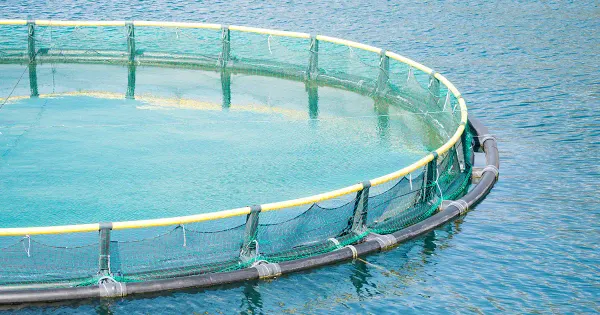 Uma catástrofe ambiental pode ser desencadeada por salmões criados em fazenda que escaparam