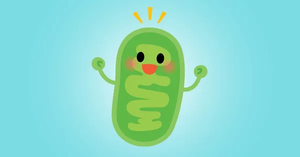 Principais suplementos para função mitochondrial