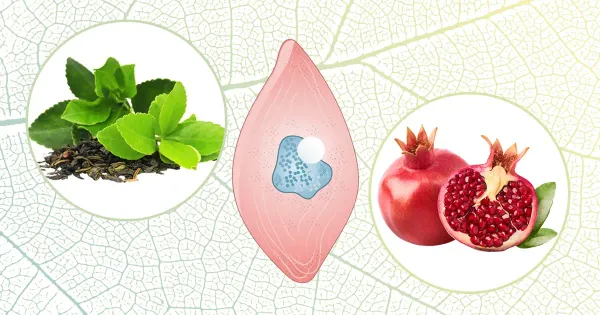 Maneiras de proteger a saúde endotelial de modo natural