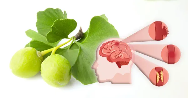 Como o Ginkgo Biloba pode ser eficaz na recuperação cognitiva após a ocorrência de um derrame