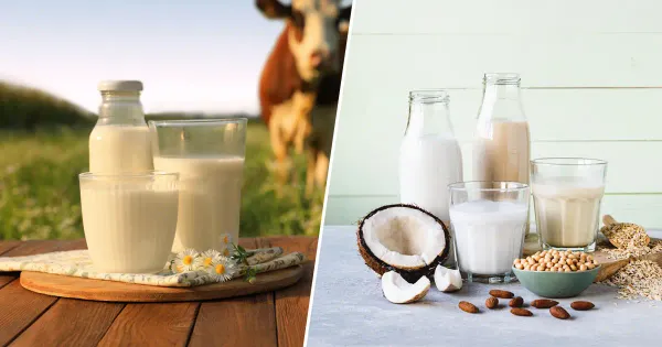 Por que o leite vegetal não pode ser comparado ao leite de vaca